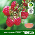 GMP factory supply Red raspberry fruit powder